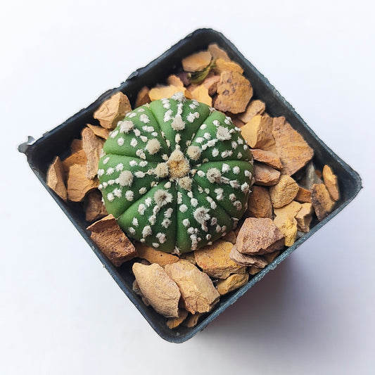 Astrophytum Asterias Super Kabuto #14 en matera p5