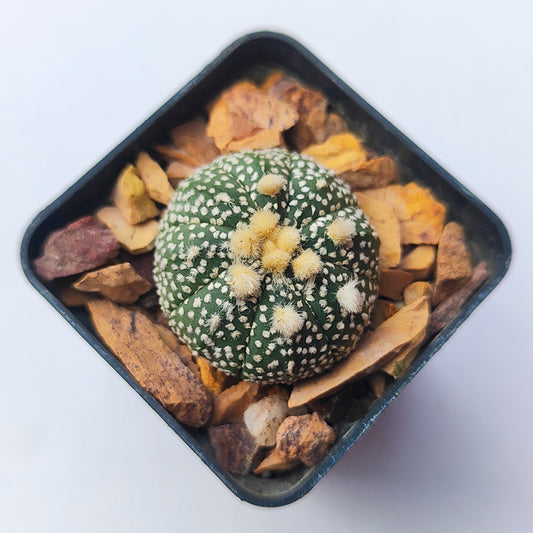 Astrophytum Asterias Super Kabuto #15 en matera p5