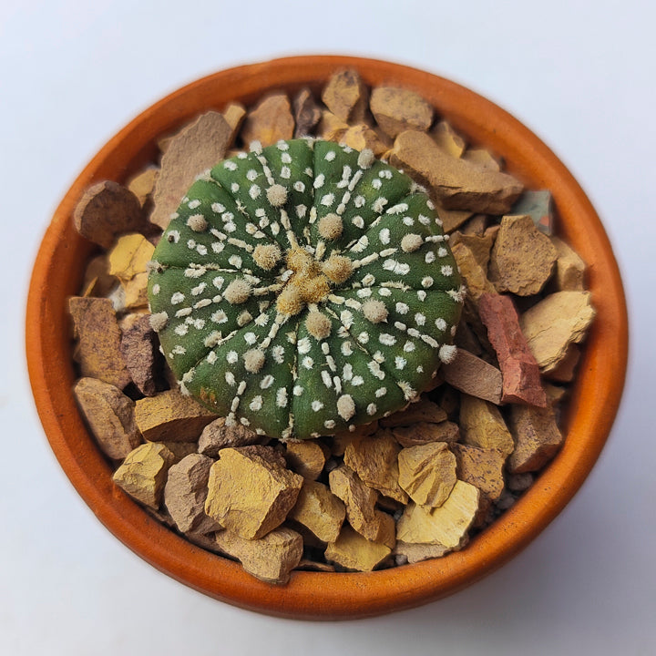 Astrophytum Asterias Super Kabuto #41 en matera pequeña de barro