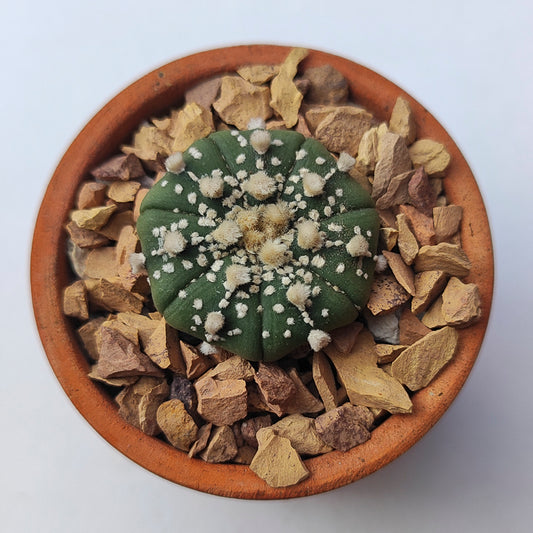 Astrophytum Asterias Super Kabuto #43 en matera pequeña de barro