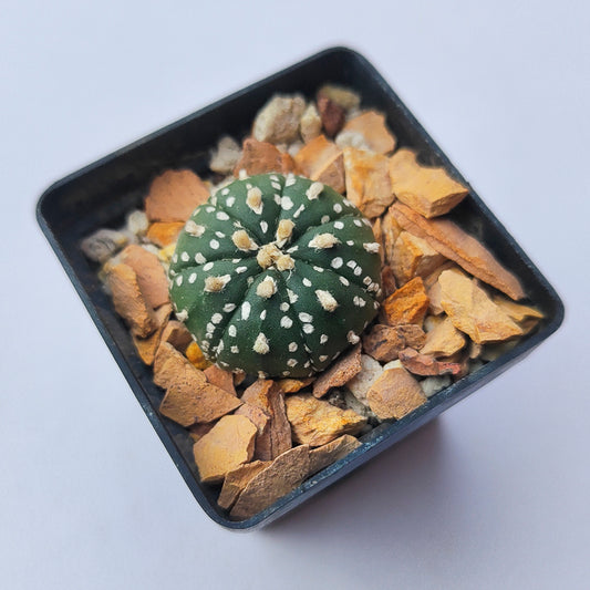 Astrophytum Asterias Super Kabuto #5 en matera p5