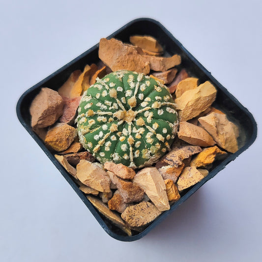 Astrophytum Asterias Super Kabuto #6 en matera p5