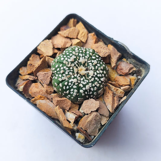 Astrophytum Asterias Super Kabuto #7 en matera p5