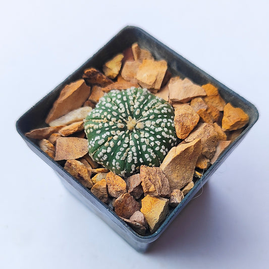 Astrophytum Asterias Super Kabuto #9 en matera p5