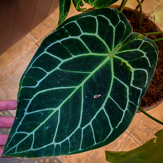 Anturio Crystallinum