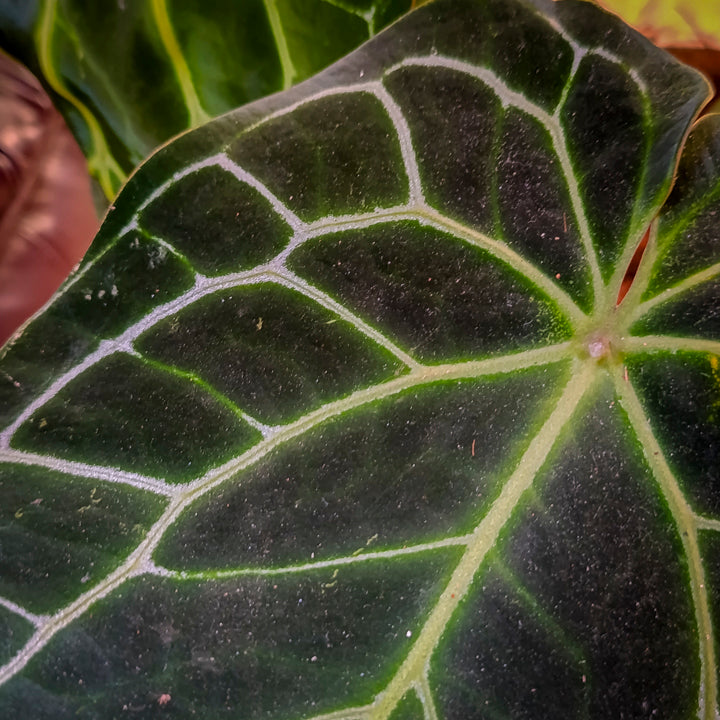 Anturio Crystallinum