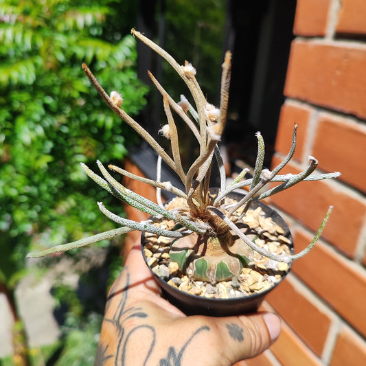 Astrophytum caput-medusae injertado #1