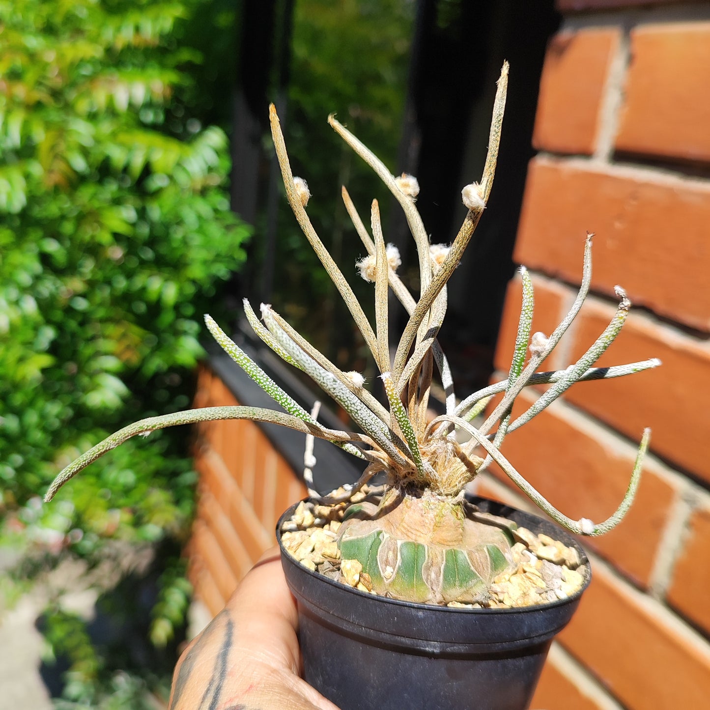 Astrophytum caput-medusae injertado #1