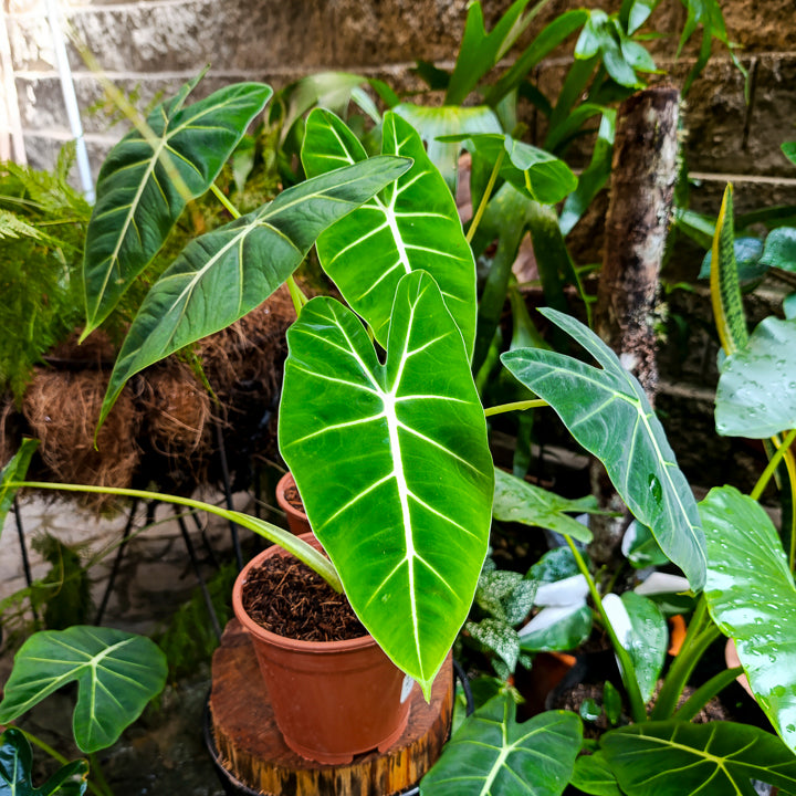 Alocasia Micholitziana "Frydek"