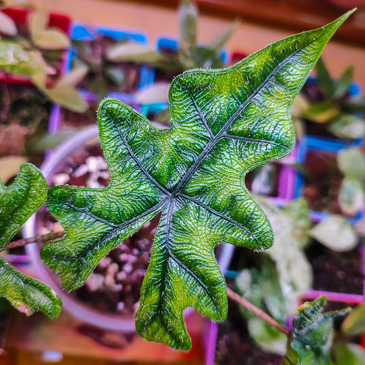 Alocasia Tandurusa "Jacklyn"