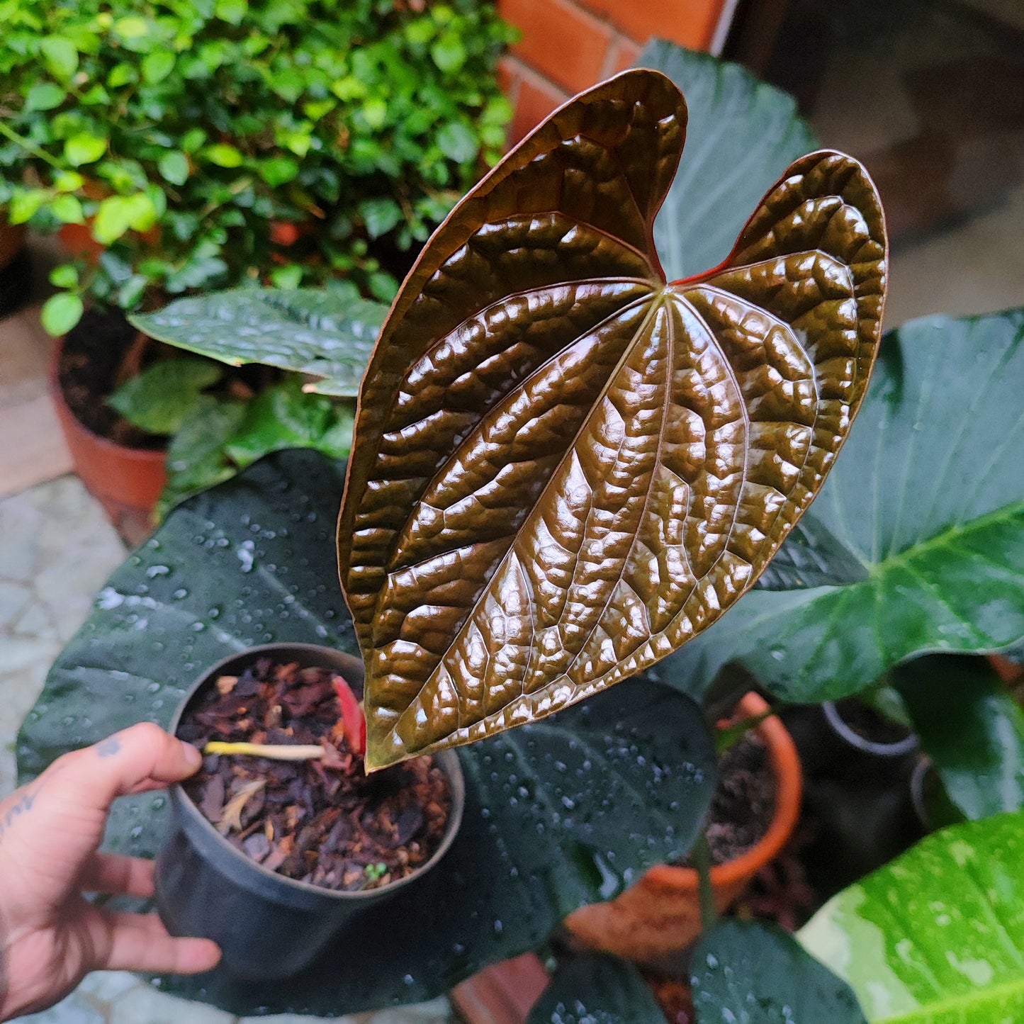 Anturio Luxurians