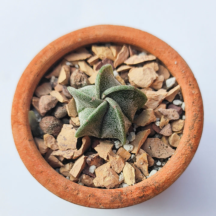 Astrophytum Myriostigma #10 en matera de barro