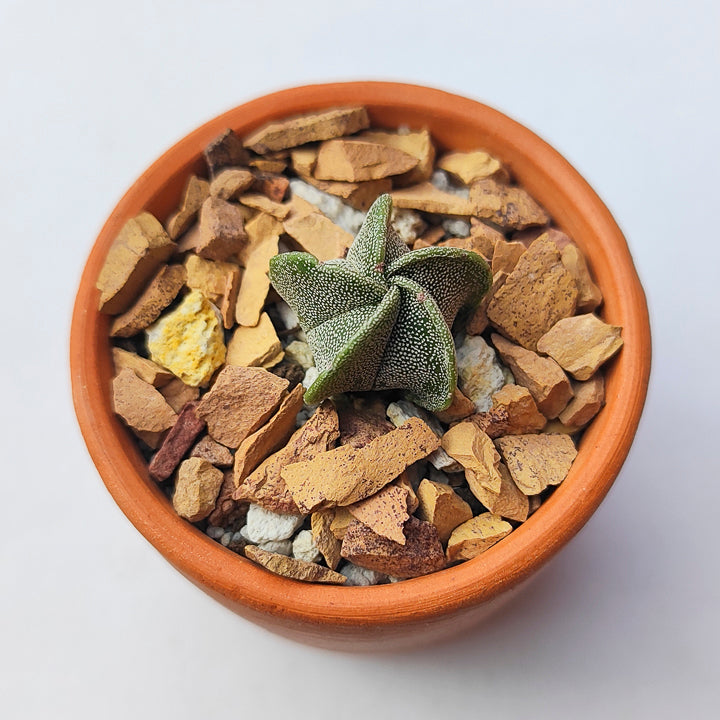 Astrophytum Myriostigma #5 en matera de barro