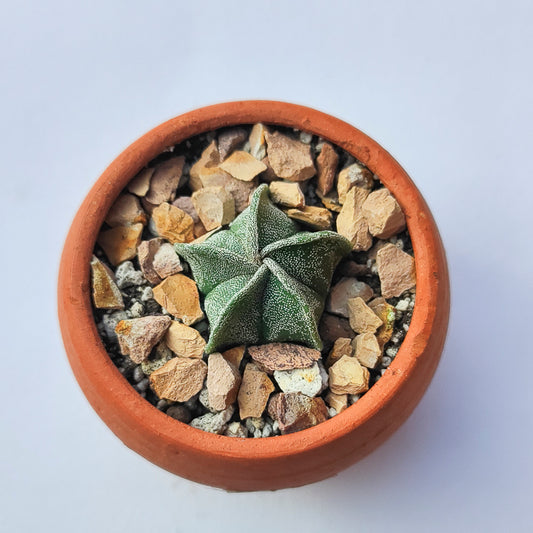 Astrophytum Myriostigma #8 en matera de barro