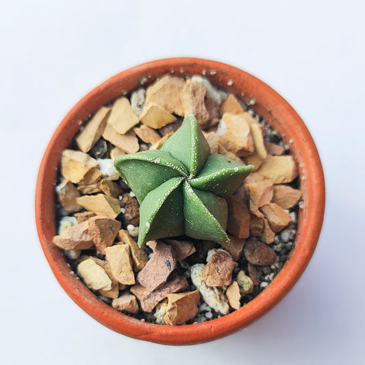 Astrophytum Myriostigma #9 en matera de barro