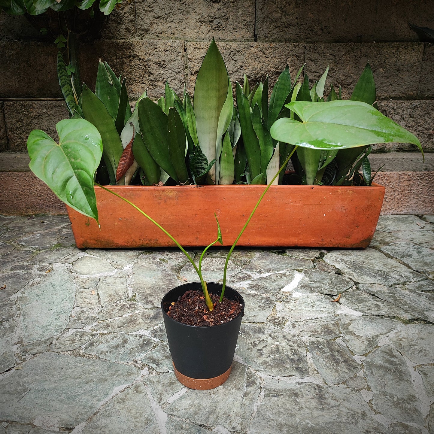 Anturio Marmoratum (ala de angel)