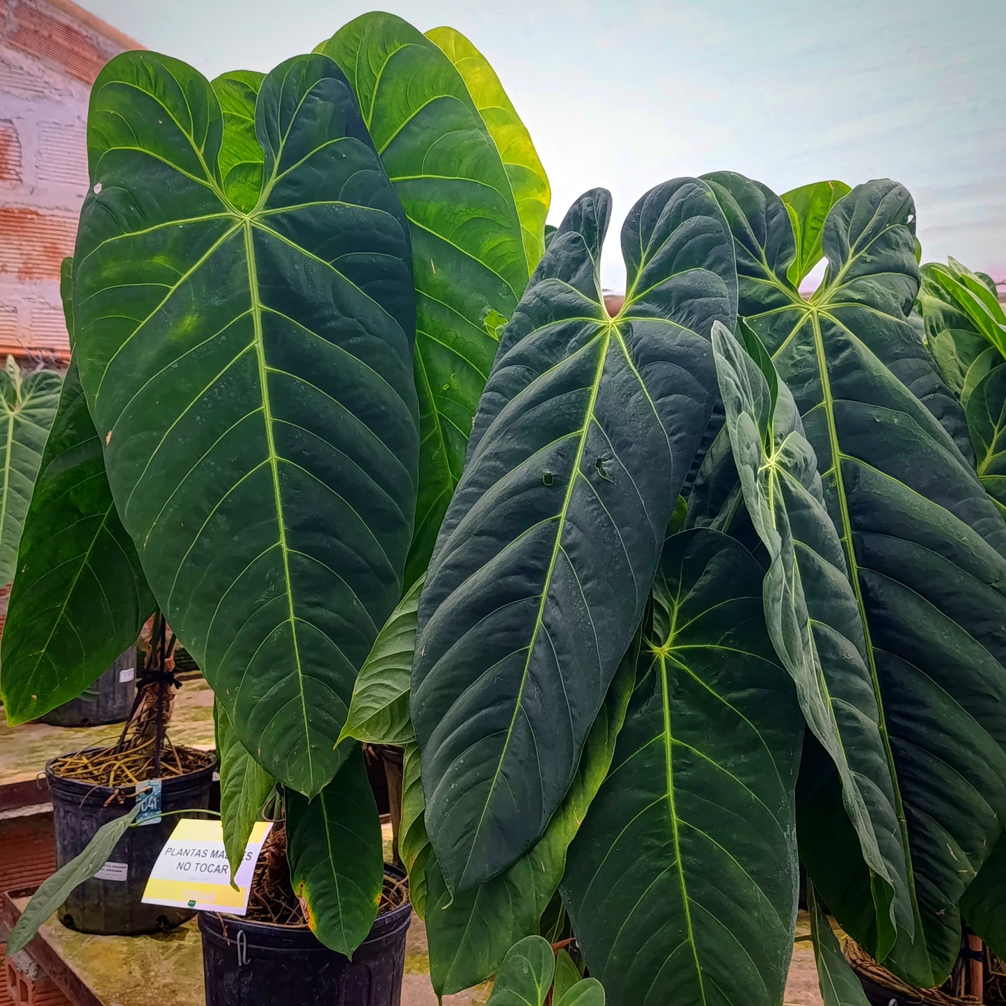 Anturio Marmoratum (ala de angel)