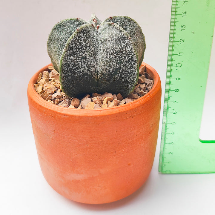 Astrophytum Myriostigma Grande #7 en matera de barro