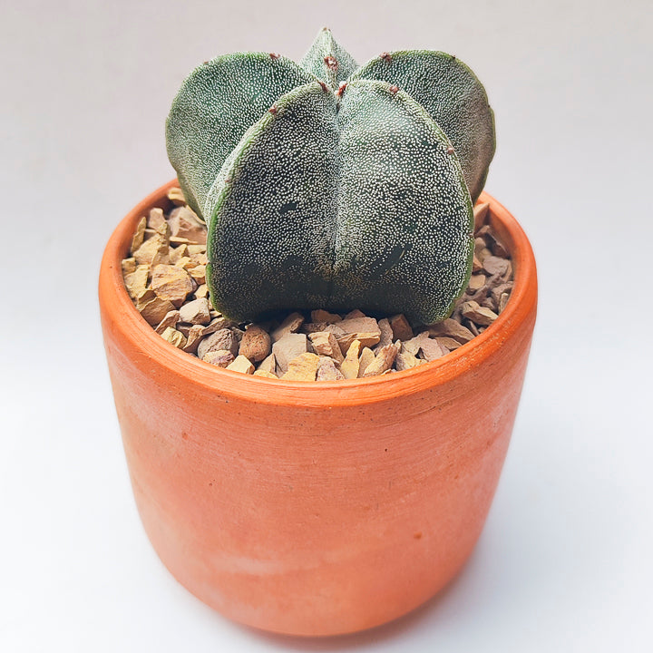 Astrophytum Myriostigma Grande #7 en matera de barro