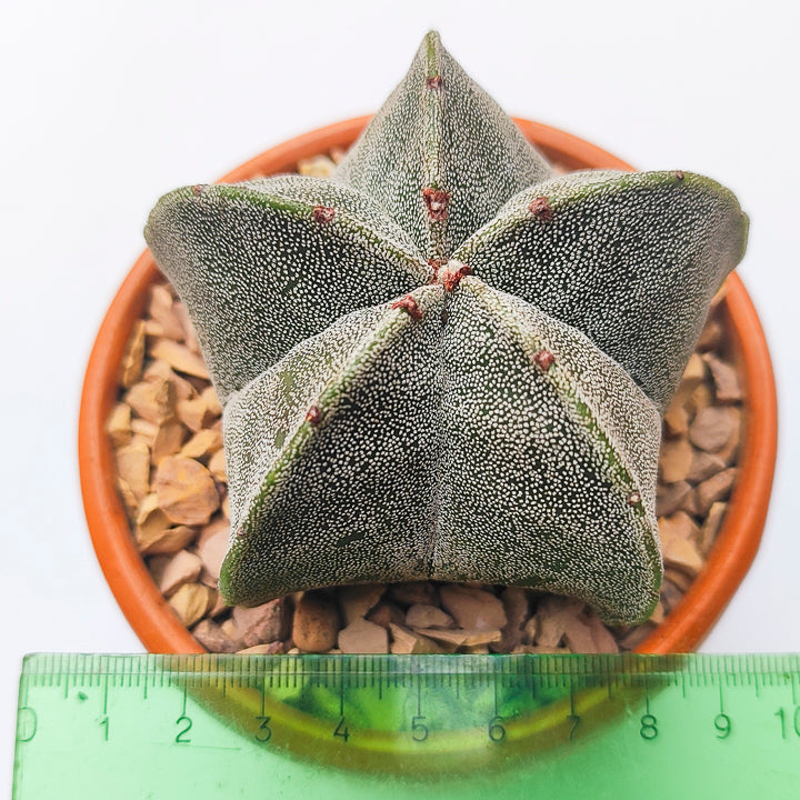 Astrophytum Myriostigma Grande #7 en matera de barro