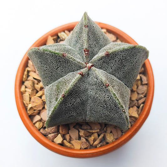 Astrophytum Myriostigma Grande #7 en matera de barro