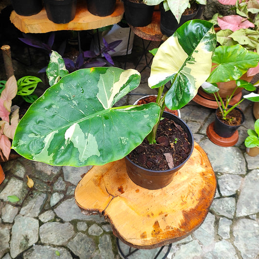 Alocasia Macrorrhiza Variegada