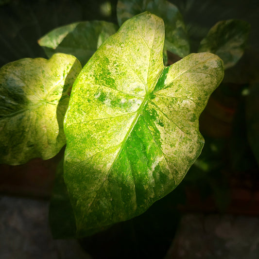 Alocasia Odora