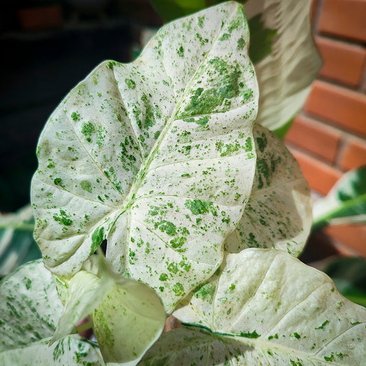 Alocasia Odora Variegada