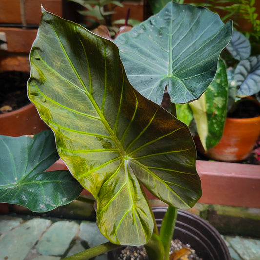 Alocasia Regal Shield