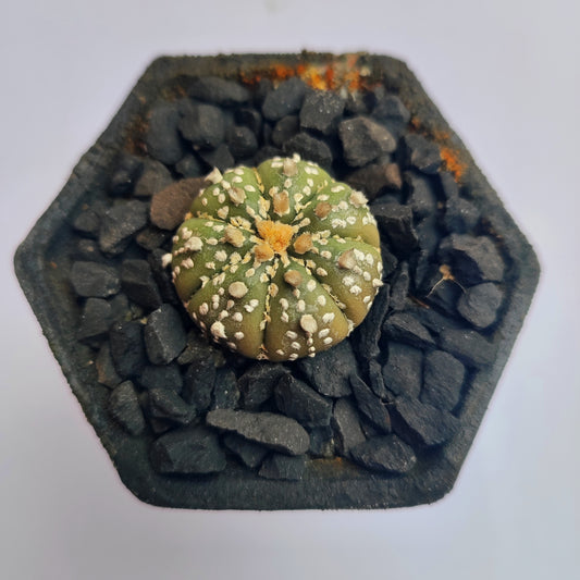 Astrophytum Asterias Super Kabuto #23 en matera de barro