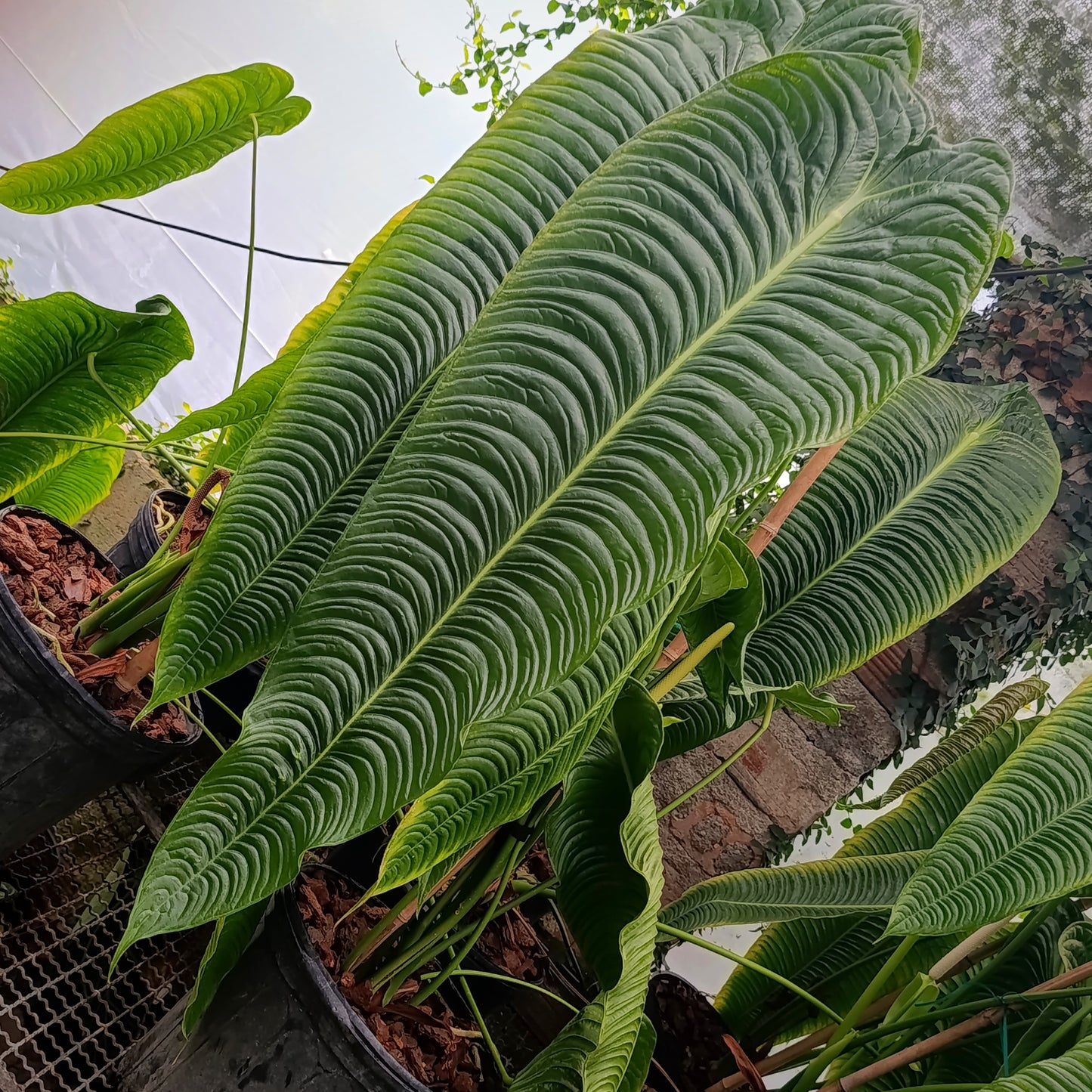 Anturio Veitchii (Rey)