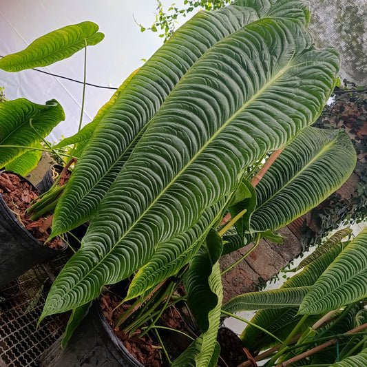 Anturio Veitchii (Rey)