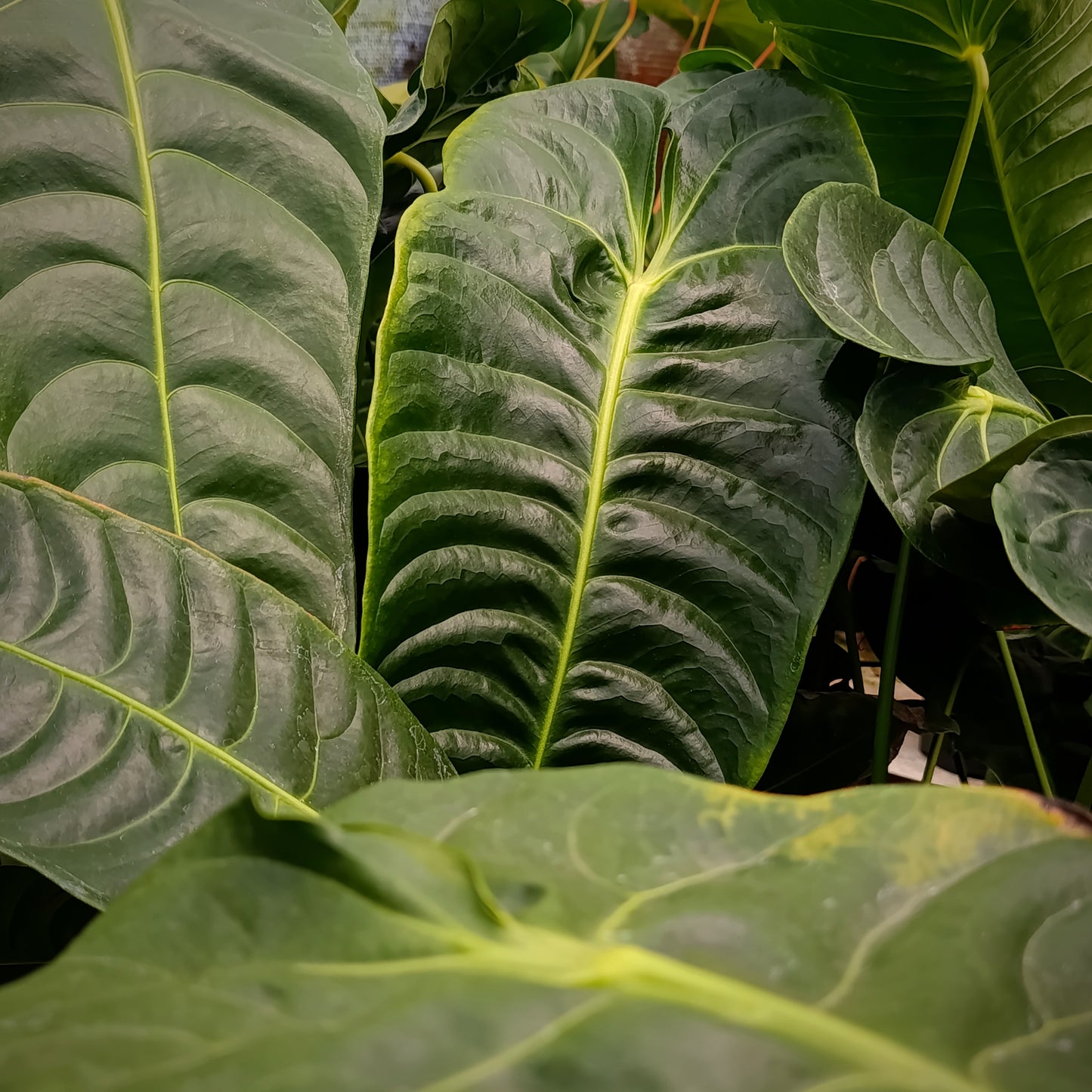 Anturio Veitchii (Rey)