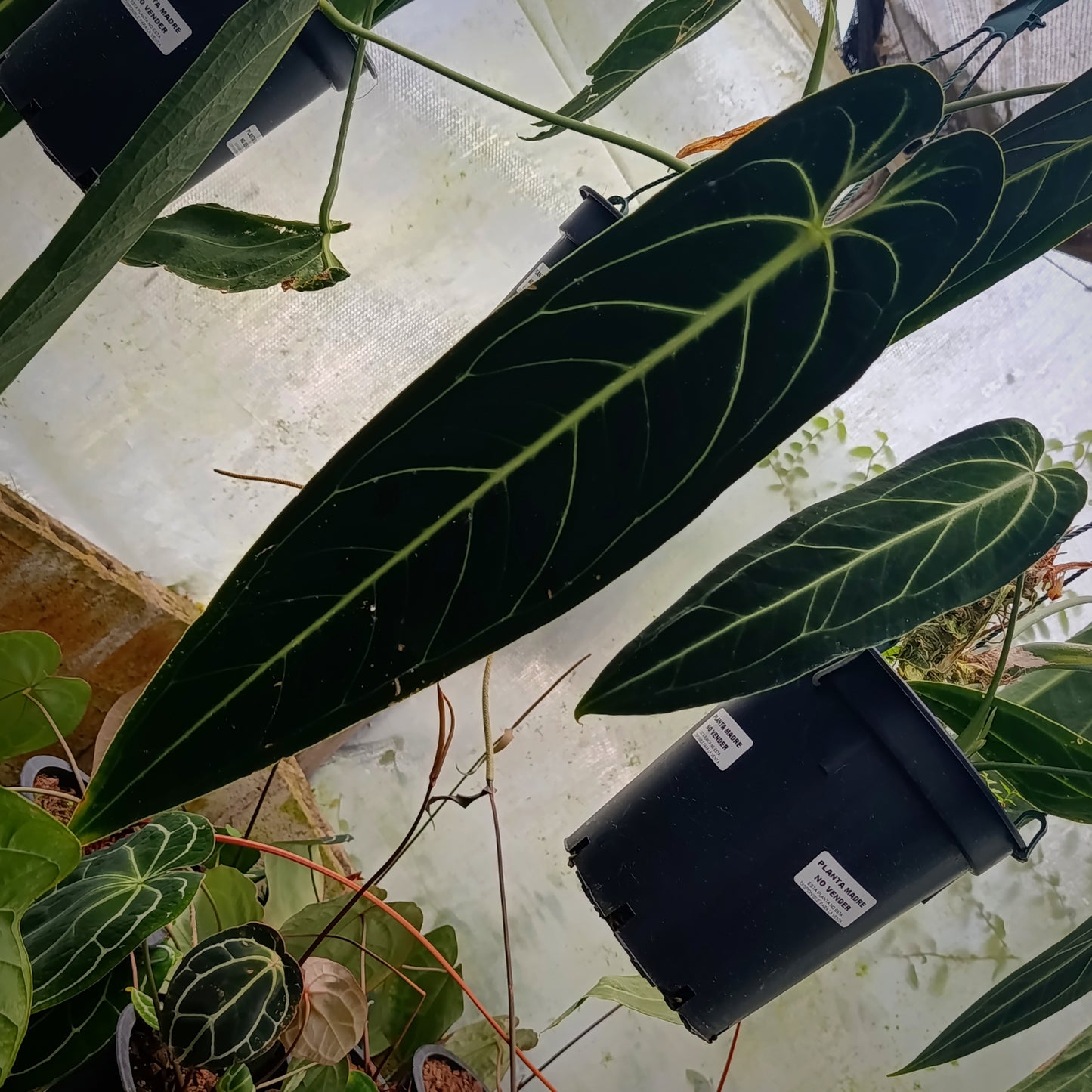 Anturio Warocqueanum (Reina)