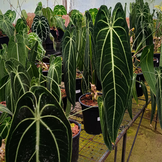 Anturio Warocqueanum (Reina)