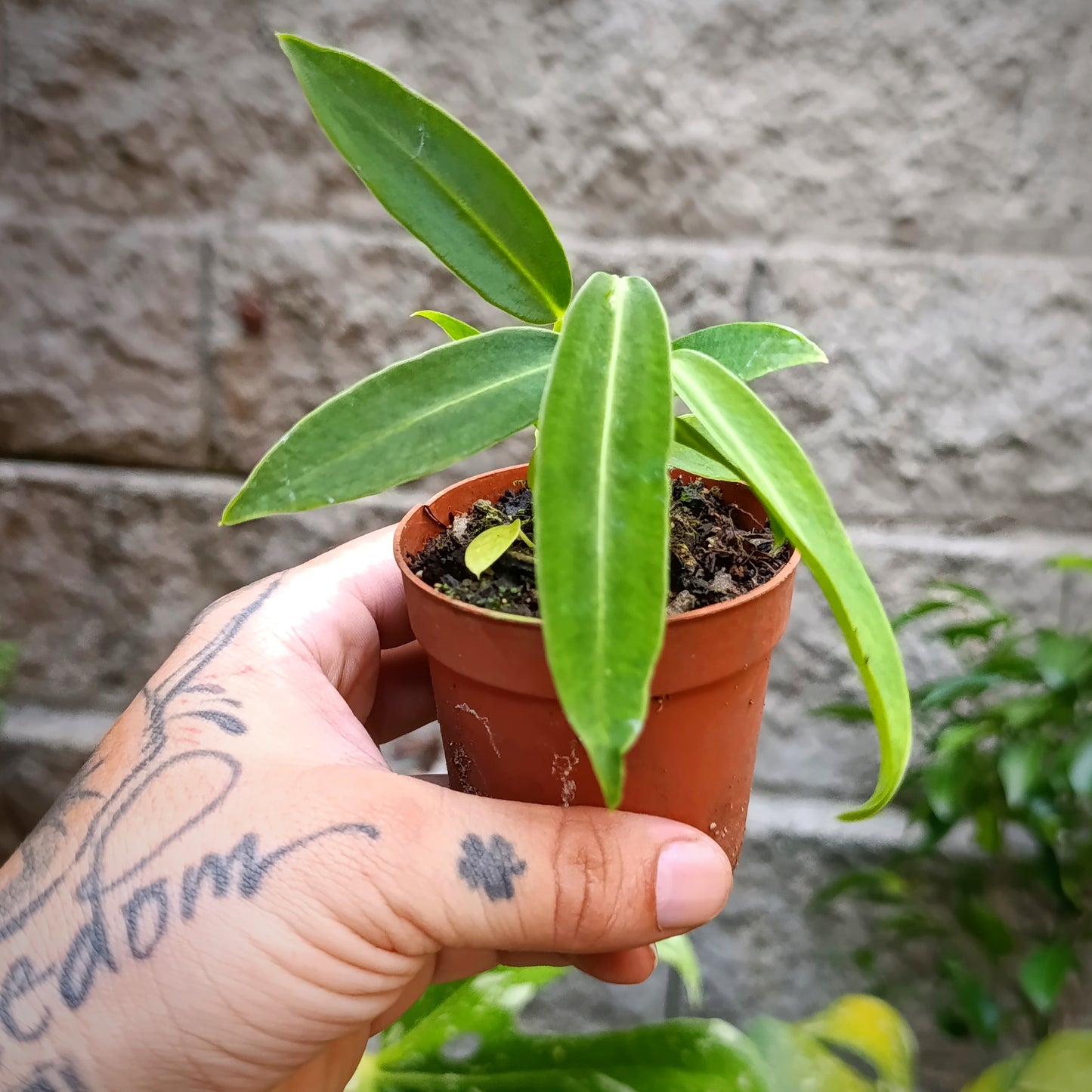 Anturio Warocqueanum (Reina)