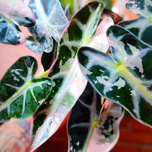 Alocasia Bambino Pink Variegada