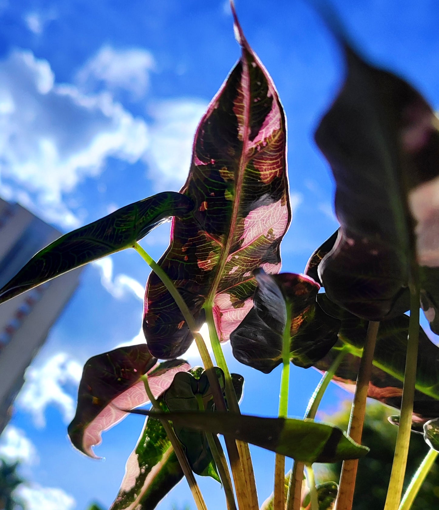 Alocasia Bambino Pink Variegada