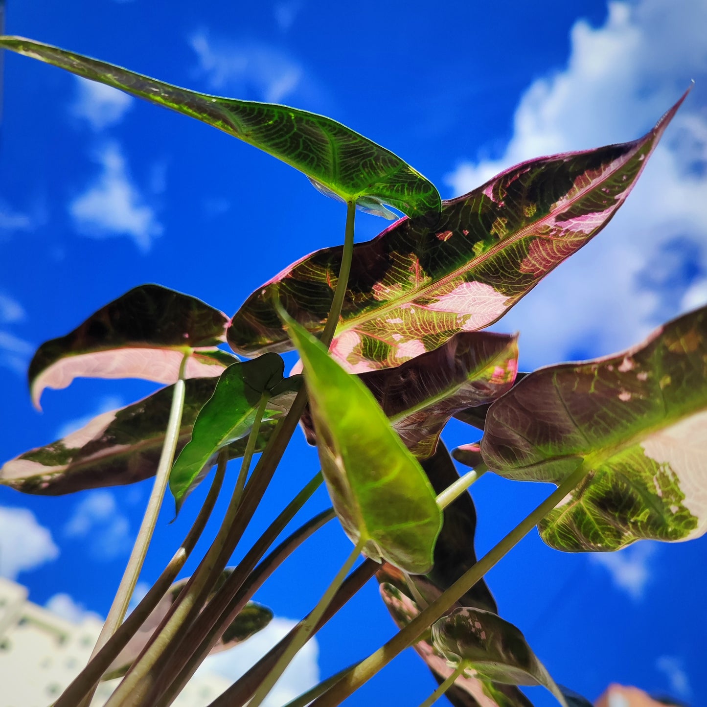 Alocasia Bambino Pink Variegada