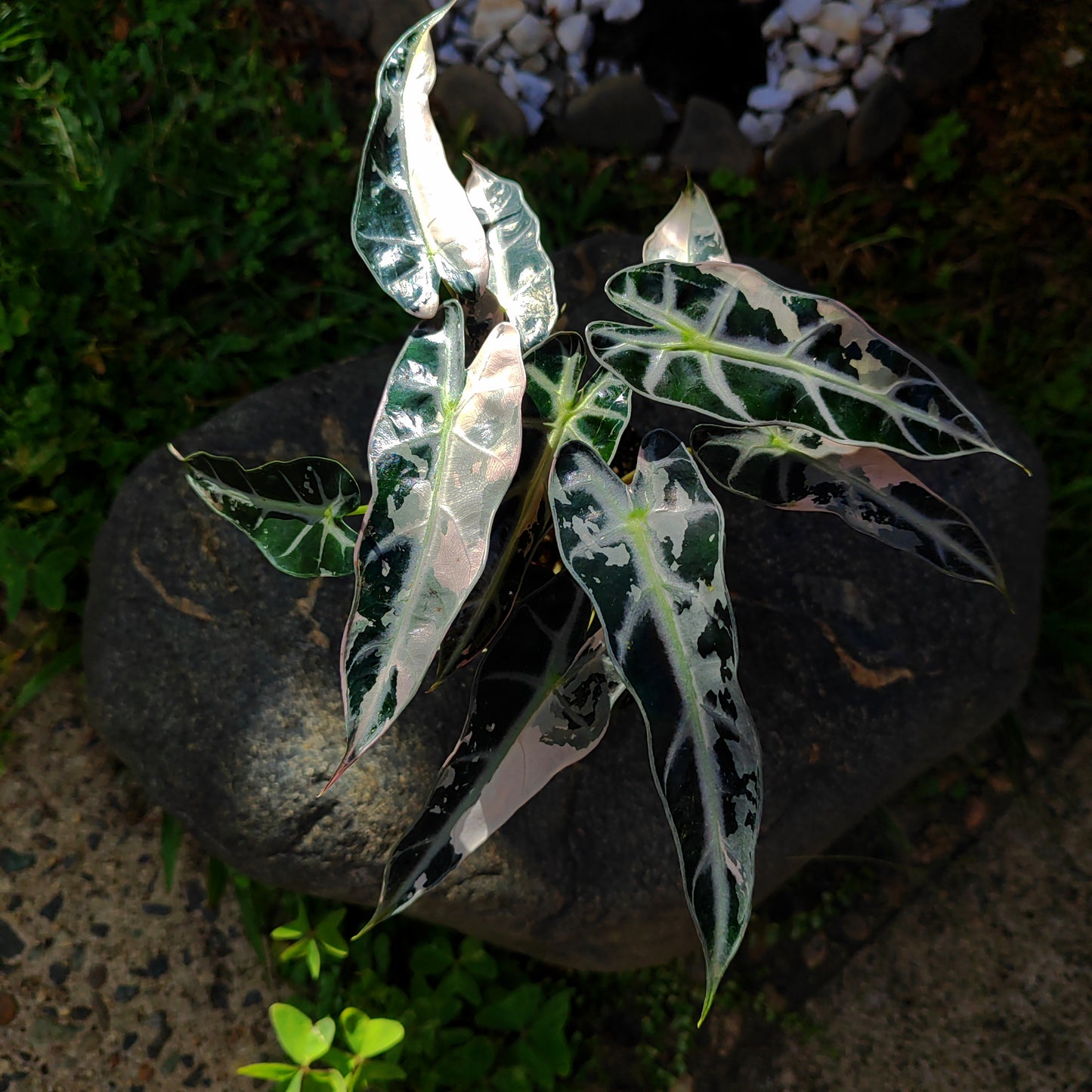 Alocasia Bambino Pink Variegada