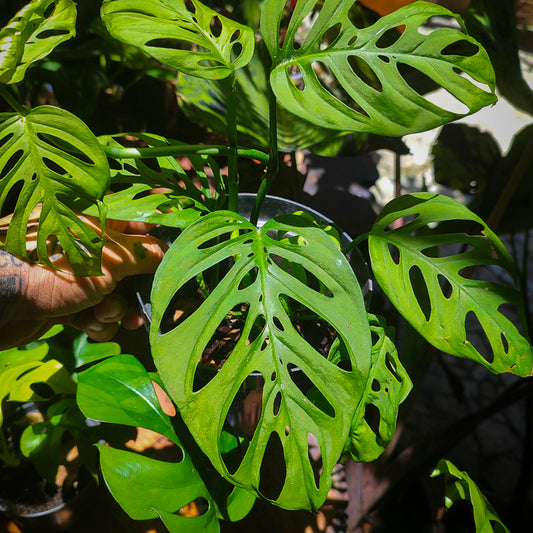 Monstera Adansonii