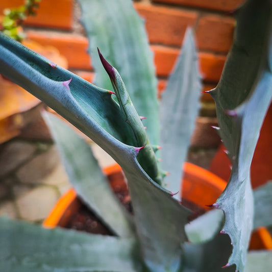 Agave Tequilana