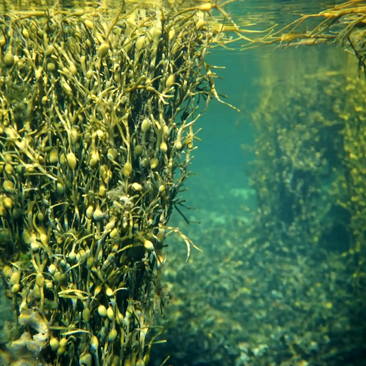 Extracto Algas Marinas