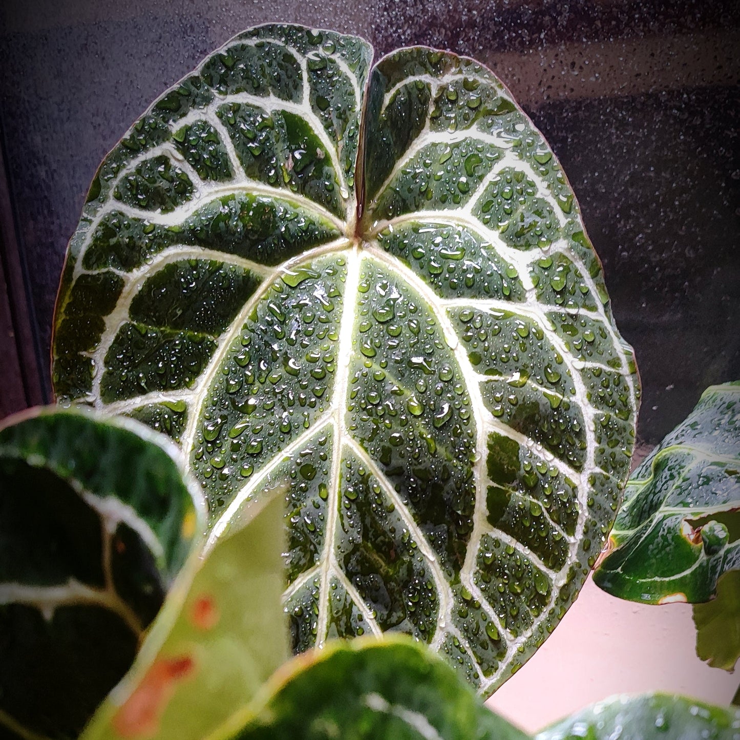 Anturio Crystallinum