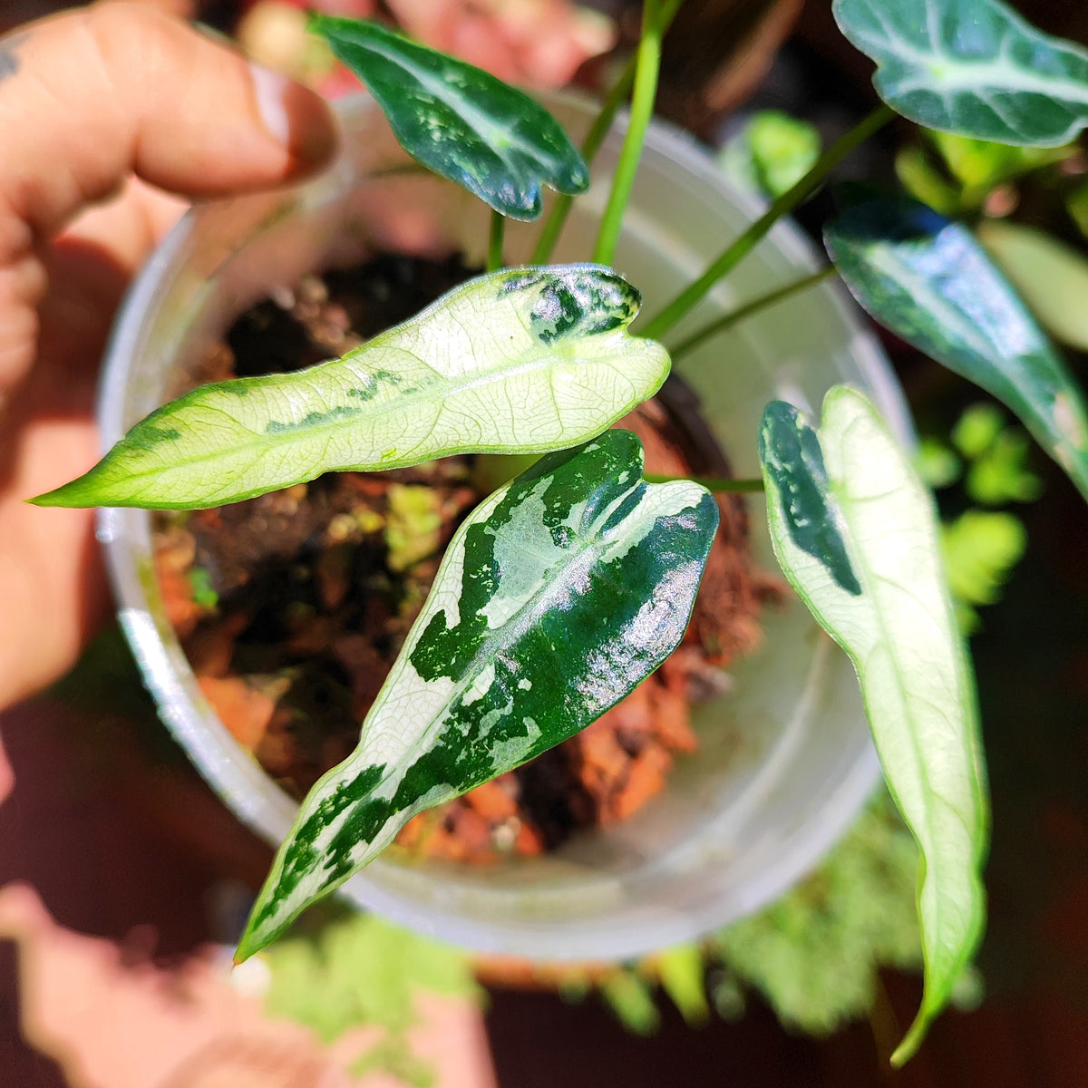 Alocasia Bambino Albo Variegada