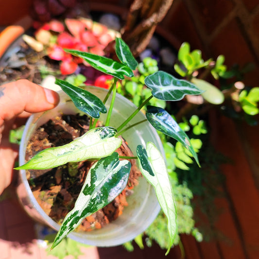 Alocasia Bambino Albo Variegada