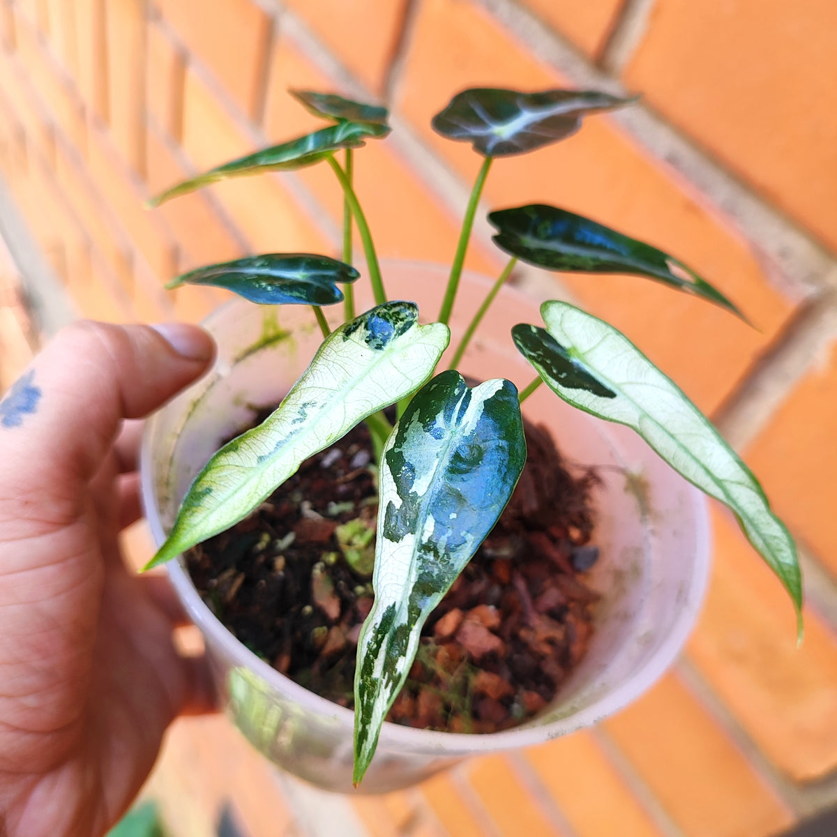 Alocasia Bambino Albo Variegada