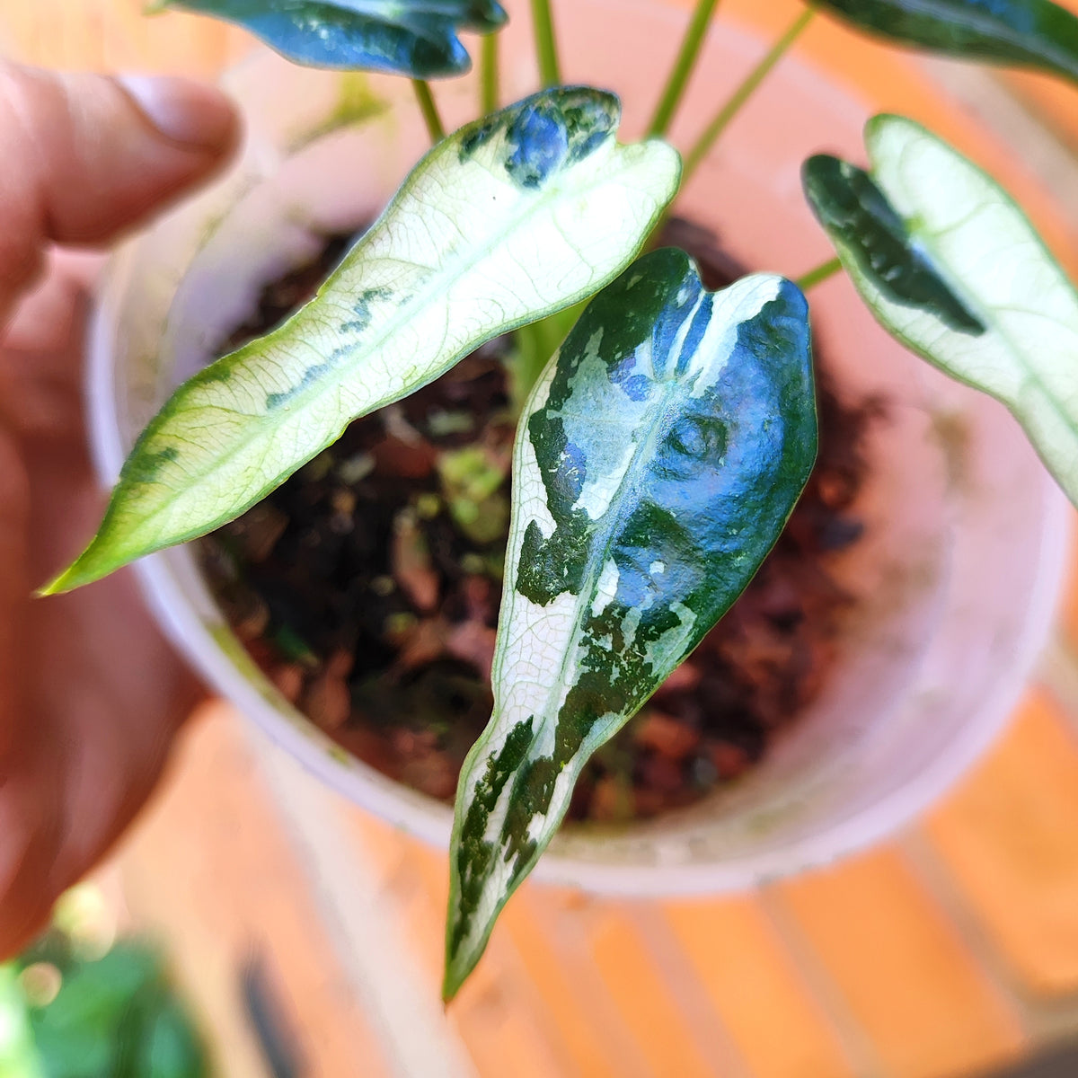 Alocasia Bambino Albo Variegada
