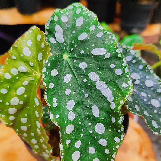 Begonia Maculata