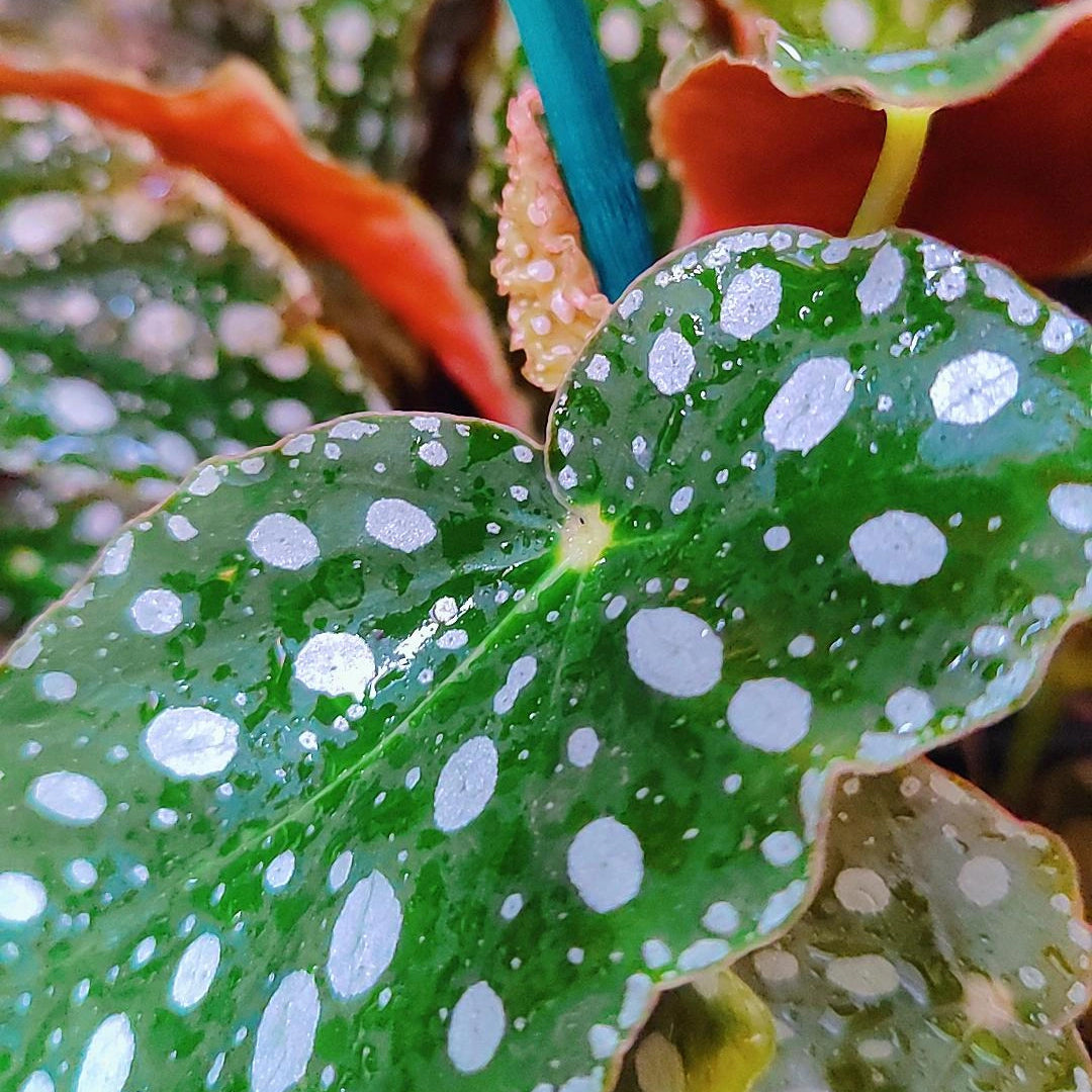 Begonia Maculata